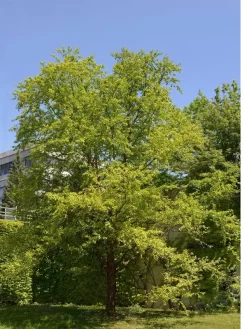 Betula Nigra, Schwarz-Birke - Hochstamm