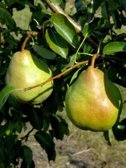 Duo-Birnbaum - Williams Christ Und Gute Luise -Gartenpflanzen Verkauf birne gute luise63344a6767060 1280x1280