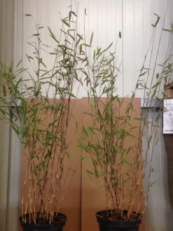 Fargesia Nitida 'Black Pearl' - Glänzender Schirm-Bambus -Gartenpflanzen Verkauf black pearl pflanze 1280x1280