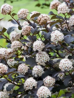 Physocarpus Opulifolius 'Diabolo', Rote Blasenspiere