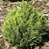 Chamaecyparis Lawsoniana 'Minima Glauca', Blaue Zwergzypresse