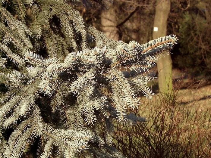 Picea Pungens 'Glauca', Blaufichte 2 Picea Pungens 'Glauca', Blaufichte – Bild 2