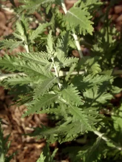 Perovskia Abrotanoides, Blauraute, Silberstrauch -Gartenpflanzen Verkauf blauraute blatt 1280x1280