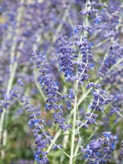 Perovskia Abrotanoides, Blauraute, Silberstrauch