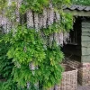 Wisteria Floribunda 'Pink Ice' ('Honbeni'), Blauregen