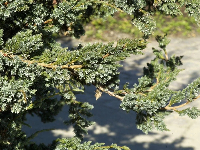 Juniperus Squamata 'Meyeri', Blauzeder-Wacholder 2 Juniperus Squamata 'Meyeri', Blauzeder-Wacholder – Bild 2