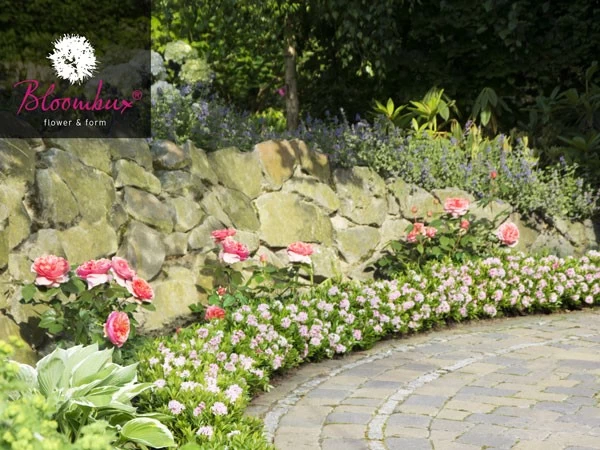 Rhododendron 'Bloombux®' 1 Rhododendron 'Bloombux®'