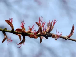 Cercidiphyllum Japonicum, Kuchenbaum -Gartenpflanzen Verkauf bluete kuchenbaum 1280x1280
