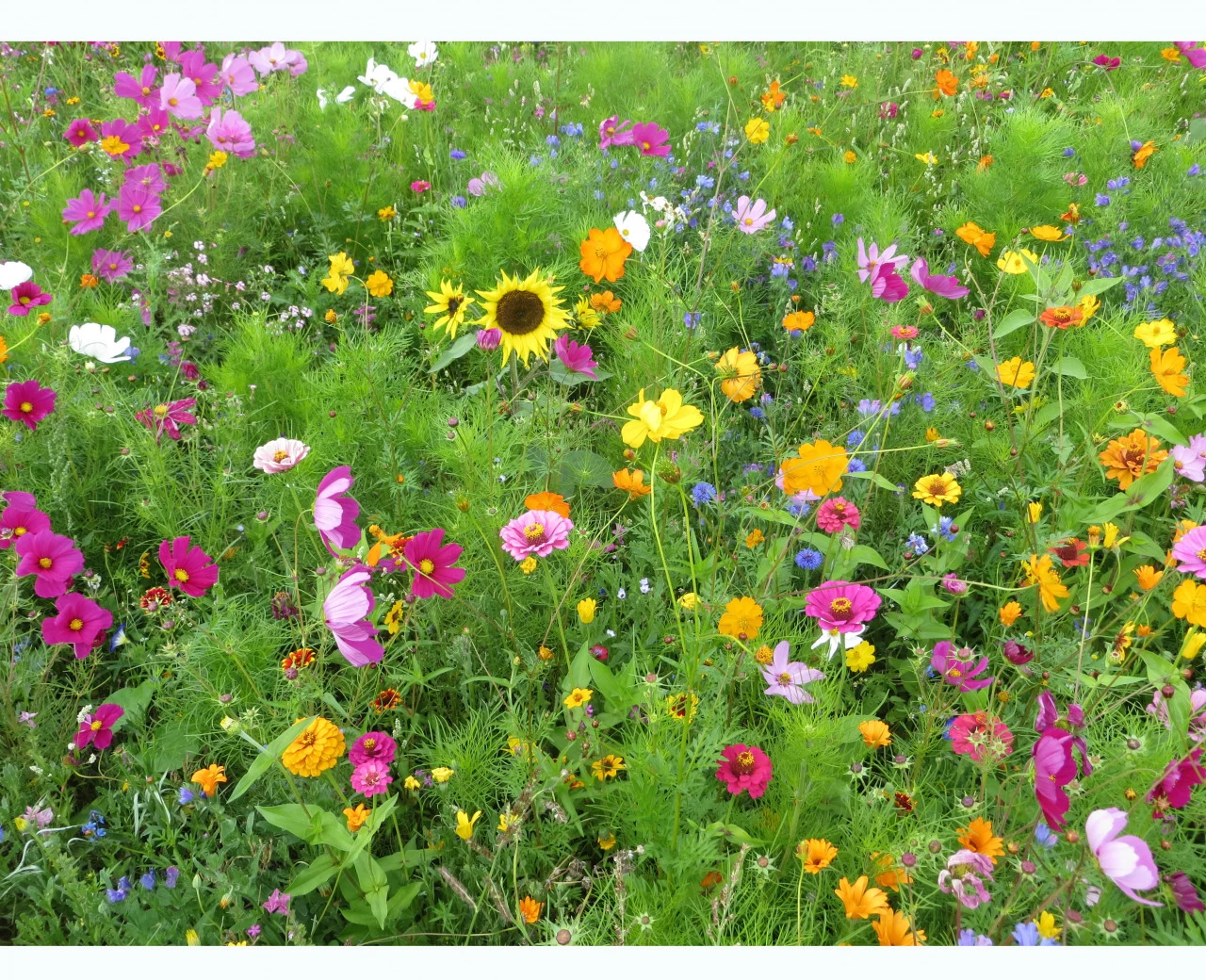 Blumenwiese - Meissner Blütenfeuerwerk 1 Blumenwiese - Meissner Blütenfeuerwerk