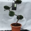 Juniperus Virginiana 'Grey Owl', XXL-Produkt
