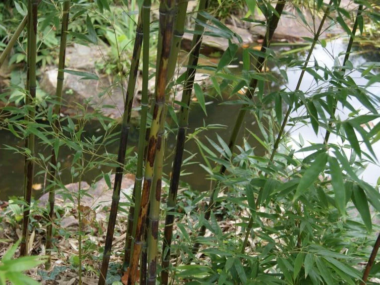 Phyllostachys Nigra 'Boryana', Tigerstreifenbambus - XXL- Produkt 2 Phyllostachys Nigra 'Boryana', Tigerstreifenbambus - XXL- Produkt – Bild 2