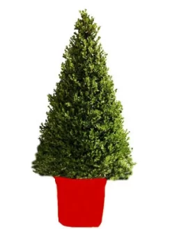 Buchsbaum-Kegel, Buxus -Gartenpflanzen Verkauf buchs kegel1 76867 2 1280x1280