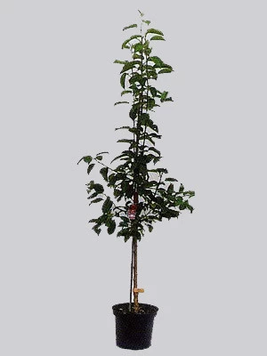 Süßkirsche Burlat 2 Süßkirsche Burlat – Bild 2