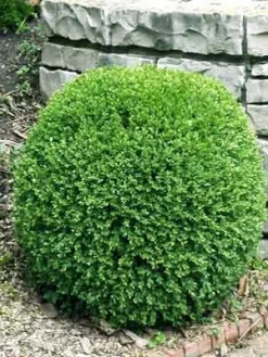Buchsbaum-Kugel, Buxus -Gartenpflanzen Verkauf bux kugel3 76862 2 1280x1280