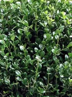Buchsbaum-Kugel, Buxus -Gartenpflanzen Verkauf buxus k255599bc5e5ca4 1280x1280