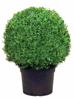 Buchsbaum-Kugel, Buxus -Gartenpflanzen Verkauf buxus kugel ra12 1280x1280