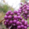 Callicarpa Bodinieri 'Profusion', Liebesperlenstrauch