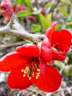 Chaenomeles Superba 'Crimson And Gold', Zierquitte -Gartenpflanzen Verkauf chaenomeles crimson j 1280x1280