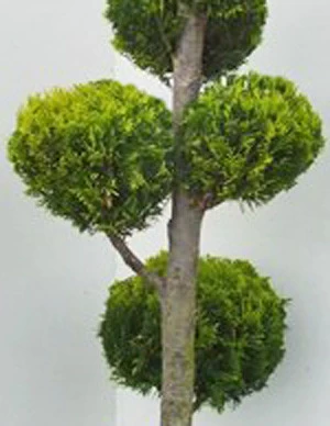 Chamaecyparis Laws. Ivonne, XXL-Produkt 2 Chamaecyparis Laws. Ivonne, XXL-Produkt – Bild 2