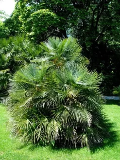 Chamaerops Humilis, Zwergpalme -Gartenpflanzen Verkauf chamaerops zwergpalme 1280x1280