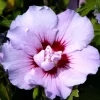 Hibiscus Syriacus 'Souvenir De Charles Breton', Hibiskus