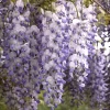 Wisteria Sinensis, Chinesischer Blauregen