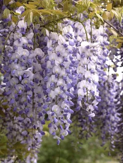 Wisteria Sinensis, Chinesischer Blauregen