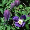 Clematis Alpina 'Frances Rivis'