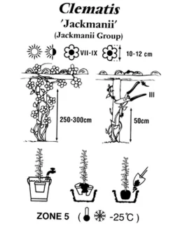 Clematis Jackmanii -Gartenpflanzen Verkauf clematis jackmanii 1280x1280