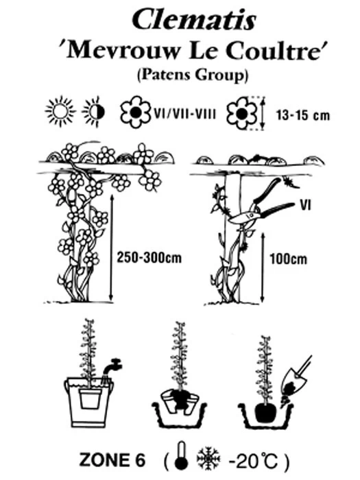 Clematis 'Madame Le Coultre' 2 Clematis 'Madame Le Coultre' – Bild 2