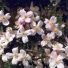 Clematis Montana 'Mayleen'