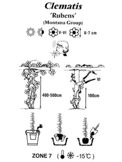 Clematis Montana 'Rubens', Anemonenwaldrebe 5 Clematis Montana 'Rubens', Anemonenwaldrebe -Gartenpflanzen Verkauf clematis montana rubens 1280x1280