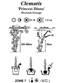 Clematis Texensis 'Princess Diana' -Gartenpflanzen Verkauf clematis princessdiana 1280x1280