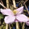 Clematis Montana 'Rubens', Anemonenwaldrebe