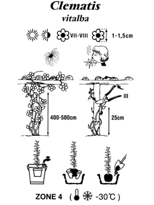 Clematis Vitalba, Gemeine Waldrebe 2 Clematis Vitalba, Gemeine Waldrebe – Bild 2