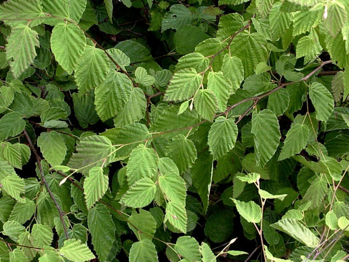 Corylopsis Pauciflora, Niedrige Scheinhasel 3 Corylopsis Pauciflora, Niedrige Scheinhasel – Bild 3