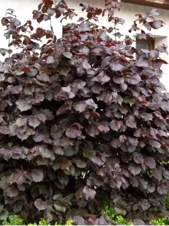 Corylus Maxima 'Purpurea', Purpurhasel