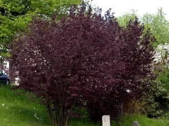 Corylus Maxima 'Purpurea', Purpurhasel -Gartenpflanzen Verkauf corylus purpurea strauch55599b3448cf0 1280x1280