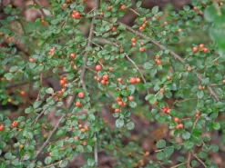 Cotoneaster Divaricatus, Sparrige Zwergmispel -Gartenpflanzen Verkauf cotoneaster divaricatus 1280x1280
