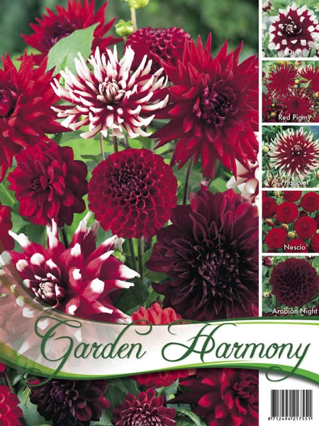 Sortiment Dahlien In Rot (Art.Nr. 522436) 1 Sortiment Dahlien In Rot (Art.Nr. 522436)