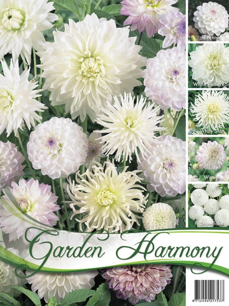 Sortiment Dahlien In Weiß (Art.Nr. 522432) 1 Sortiment Dahlien In Weiß (Art.Nr. 522432)