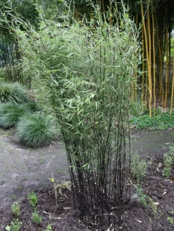 Fargesia Jiuzhaigou 'Deep Purple', Jade Bambus, Rothalmiger Schirm-Bambus -Gartenpflanzen Verkauf deep purple bambus 1280x1280
