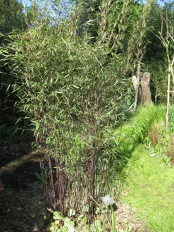 Fargesia Jiuzhaigou 'Deep Purple', Jade Bambus, Rothalmiger Schirm-Bambus -Gartenpflanzen Verkauf deep purple halme 1280x1280