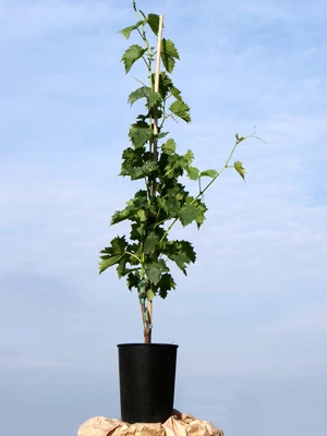 Tafel- Und Weintraube Dornfelder 2 Tafel- Und Weintraube Dornfelder – Bild 2