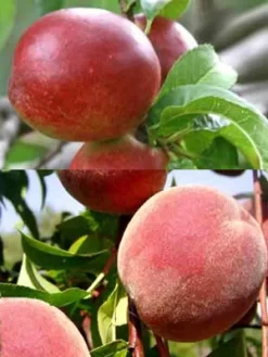 Duo-Baum - Pfirsich Und Nektarine