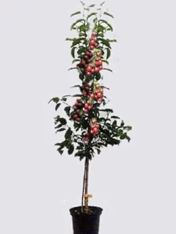 Duo-Kirschbaum - Sunburst Und Burlat