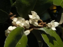 Elaeagnus Ebbingei, Wintergrüne Ölweide -Gartenpflanzen Verkauf elaeagnus ebbingei bluete59e73723b3eb7 1280x1280