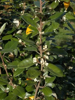 Elaeagnus Ebbingei, Wintergrüne Ölweide -Gartenpflanzen Verkauf elaeagnus ebbingei zweig59e7372c72773 1280x1280
