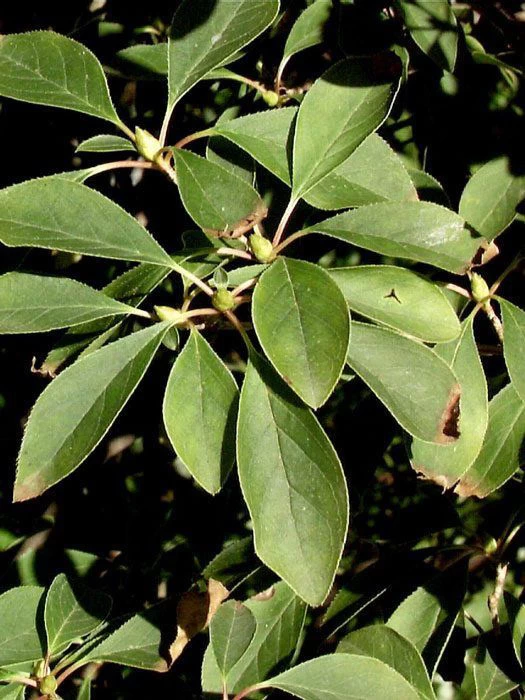 Enkianthus Campanulatus, Prachtglocke 2 Enkianthus Campanulatus, Prachtglocke – Bild 2