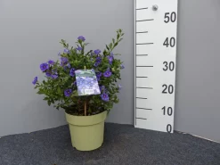 Solanum Rantonnetii, Solanum, Enzianstrauch